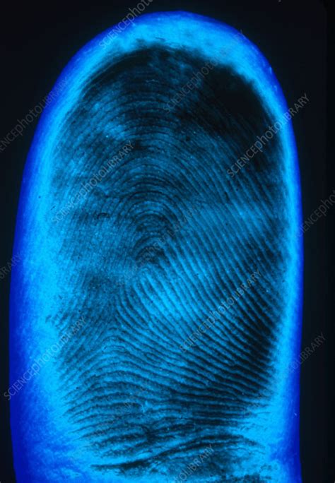 Human Fingerprint Stock Image C0034360 Science Photo Library