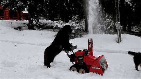 Dog Pushing Snow Blower Is Living In The Year 3018 Cuteness