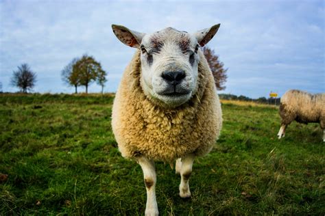 Sheep Have Exceptionally High Face Recognition Abilities News Study