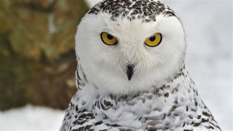 Snowy Owl Wallpaper Hd 78 Images