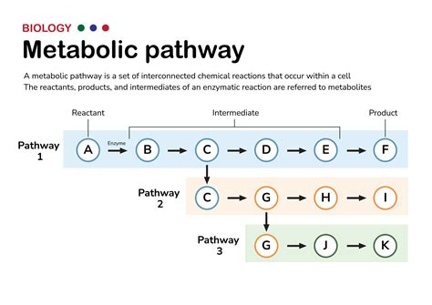 Scientific Diagram Illustrate The Explanation And Concept Of Metabolic