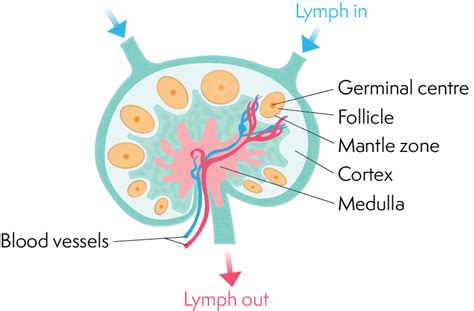 Describe The Structure Of Lymph Nodes
