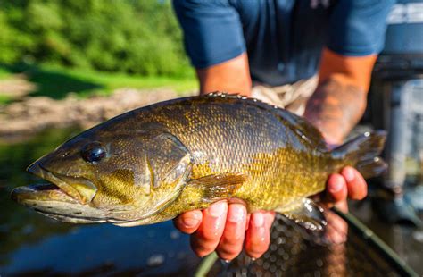 4 Tips For Topwater Smallmouth Bass Fishing Hatch Magazine Fly