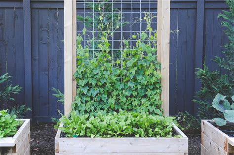 Cedar Raised Beds With Permanent Trellising — Seattle Urban Farm