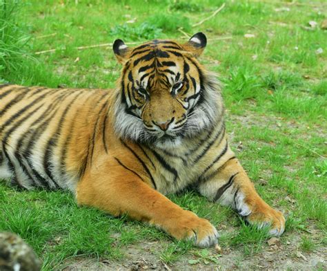 Banco De Imagens Animais Selvagens Jardim Zoológico Gato Predador
