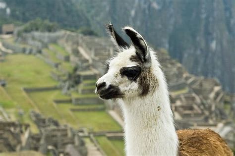 Picture 1 Of 10 Llama Lama Glama Pictures And Images Animals A Z