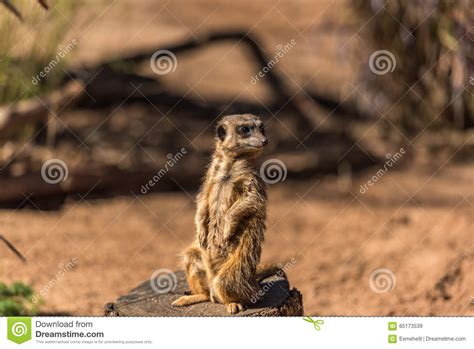 African Mongoose Suricate Or Meerkat Standing Stock Image Image Of