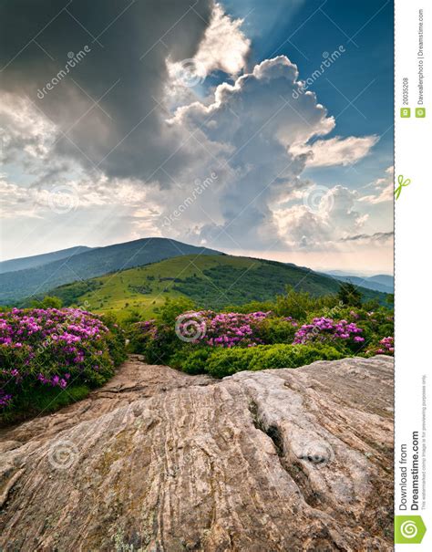 Blue Ridge Mountains Blooming Flowers Landscape Stock Photo Image Of