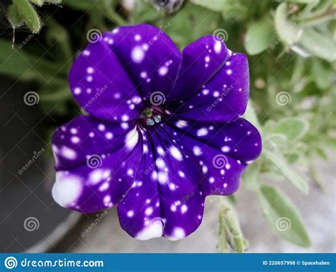 Galaxy Flower Stock Photo Image Of Plant Purple Flower 220657998