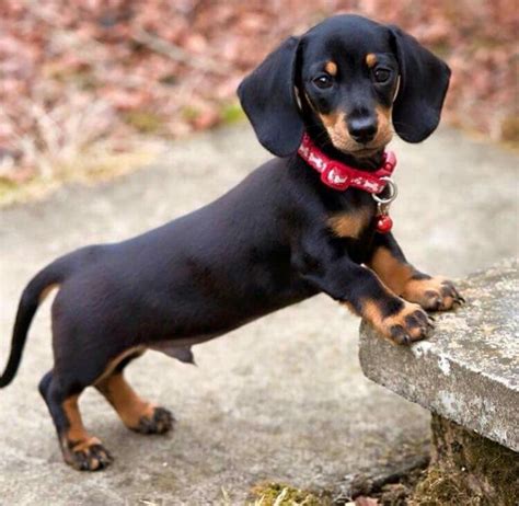 The 25 Best Sausage Dog Puppy Ideas On Pinterest Sausage Dogs