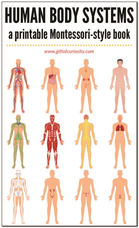 Human Body Systems Book Human Body Systems Human Body Unit Study