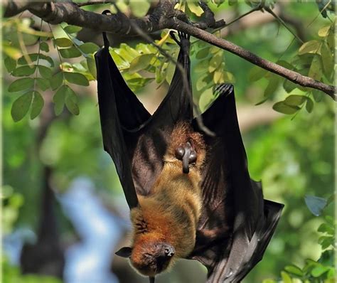 Keeping Bats As Pets Repro