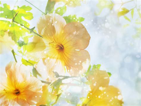 Summer Flower Desktop Wallpaper Wallpapersafari