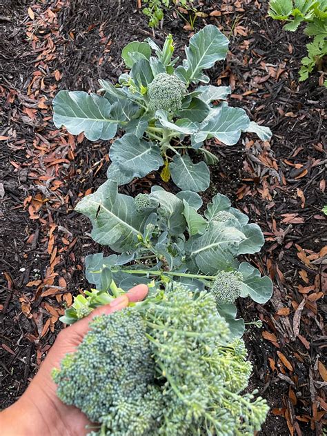 How To Grow Broccoli Healthier Steps