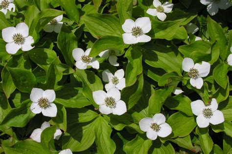 For the Bunchberry, an all-Canadian flower: Editorial | The Star