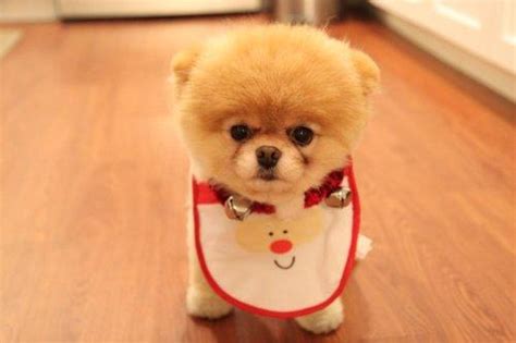 Suche einen hund der aussieht wie ein teddy. alena´s beauty channel: Wie süüüß.....
