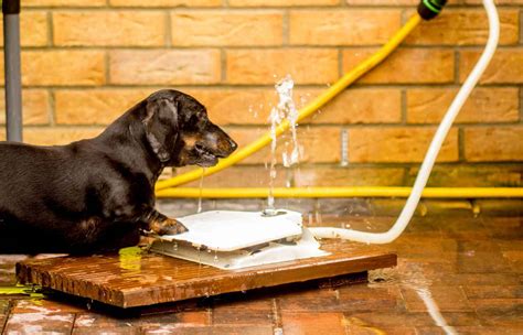Top 30 Best Dog Water Fountains Reviewed In 2023 Petstruggles
