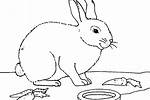 10 Kostenlose Ausmalbilder Kaninchen Top Kostenlos Färbung Seite