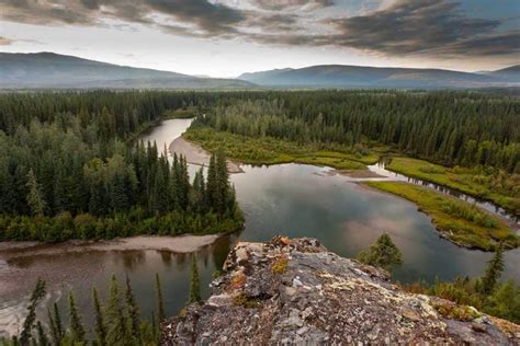 12 Animals That Live In Boreal Forests With Pictures Wildlife Informer