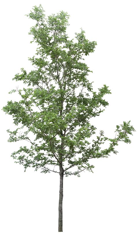Tree PNG Image for Free Download