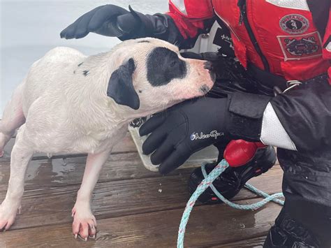 Us Coast Guard Gives ‘round Of Appaws For Rescue Of Dog That Fell