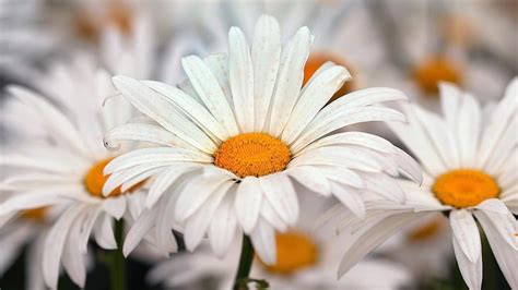 Праздники 24 июня 2021 года: Какой сегодня праздник: календарь праздников на 24 июня ...