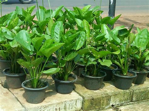 Kamu bisa menemukan penjual bunga hias hidup dari seluruh indonesia yang terdekat dari lokasi & wilayah kamu sekarang. 7 Tanaman yang Cocok dijadikan Penghias Kolam | Tanaman ...