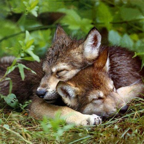 Cute And Funny Pictures And More Sleeping Wolf Cubs