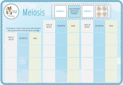 Meiosis Digital Card Sort Ks45 Teaching Resources
