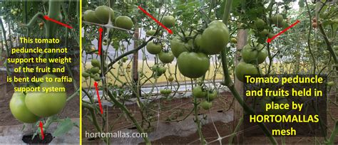 Trellising Hydroponic Tomatoes With Hortomallas Grow Netting