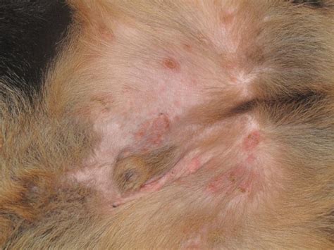Rashes With Whiteyellow Crust Pic Attached German Shepherd Dog Forums
