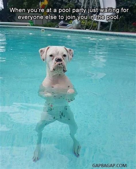 We did not find results for: 18 Wild Pool Party Memes - Inspiring Pictures Quotes ...