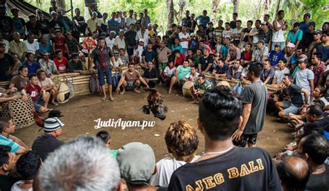 sejarah tajen di bali