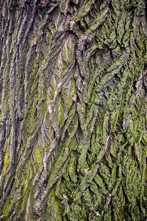 Tree Brown Bark Texture With Green Moss Stock Photo Image Of