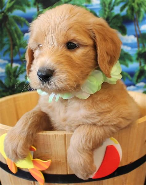We sell our puppies nationwide. Goldendoodle Puppy Colors by Moss Creek Goldendoodles in ...