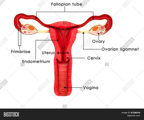 Simple easy notes on uterus for quick revision before exams. Female Reproductive System Stock Photo & Stock Images ...