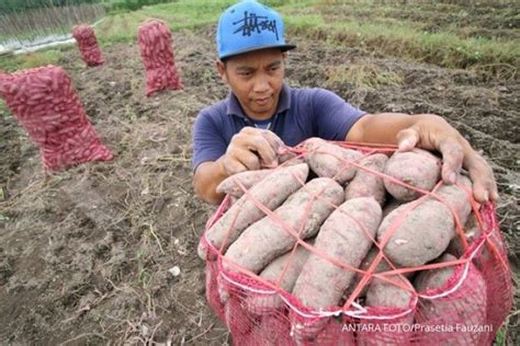 Cara unik tanam ubi dalam karung panen melimpah dengan metode hcs. Tanam ubi jalar di lahan tidur, dapat memperkuat produk ...
