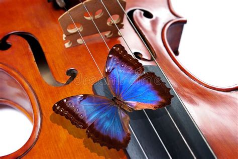 Morpho De Papillon Bleu Sur Un Violon Image Stock Image Du Classique Combine 220309427