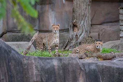 Two Cheetah Sisters Have Arrived At The Milwaukee County Zoo Meet