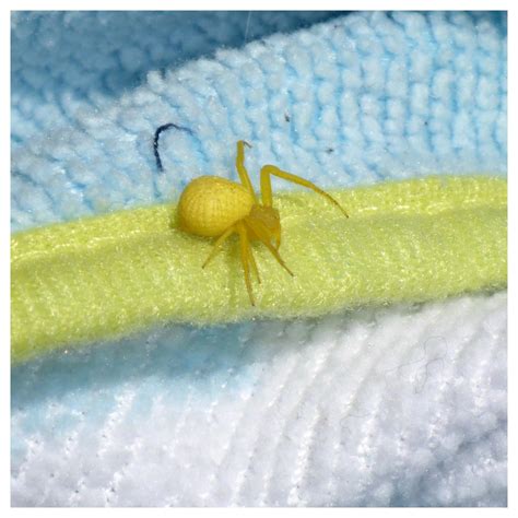 Spider Id Tiny Bright Yellow Little Thing Found In Water Park In Miami