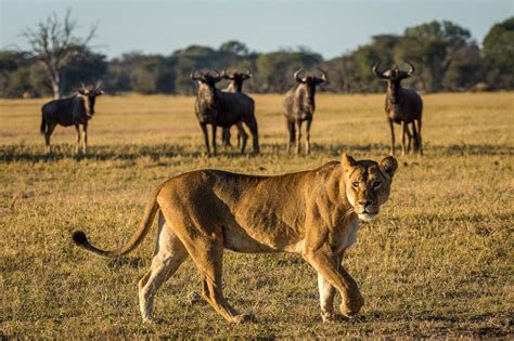 The Best Walking Safaris In Zimbabwe Expert Africa