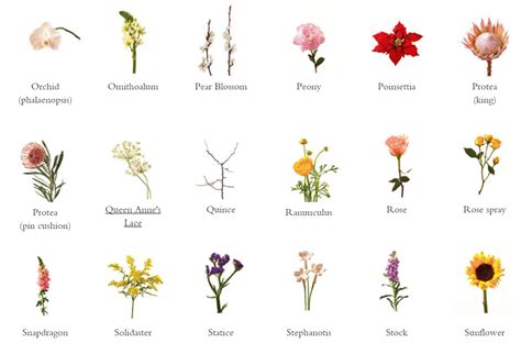 Top Different Types Of Flowers With Pictures And Names