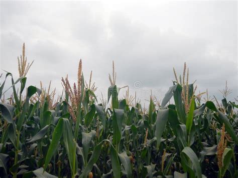 Corn Fields With Overcast Cloudy Sky Stock Image Image Of Fields