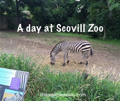 Penguins In Central Illinois Yes A Mom Reviews Scovill Zoo