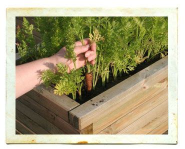 Build beds to be 4′ (1.2m) wide or less. 4x8 raised garden bed layout ideas (With images ...