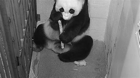 Top 10 Giant Panda Cub Cam Moments At The Smithsonian Smithsonian