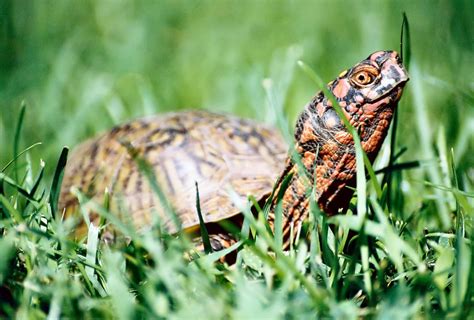 What Do Pet Turtles Eat Pethelpful