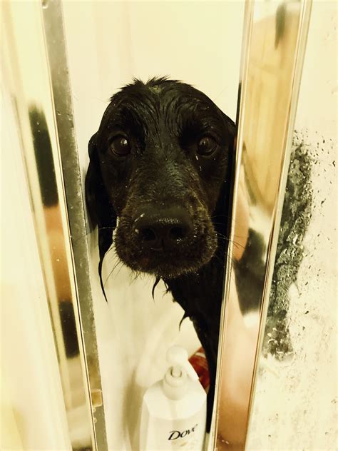Stinky Dog Gets Bath After Zoomies Rdogpictures