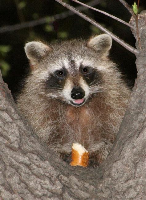 Photo entry: Racoon with pretzel