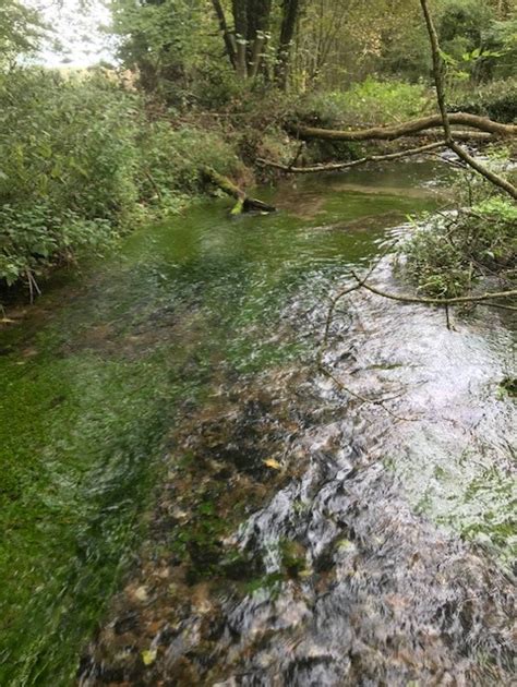 Cop26 Norfolks Chalk Streams A Rare And Beautiful Habitat Under Threat